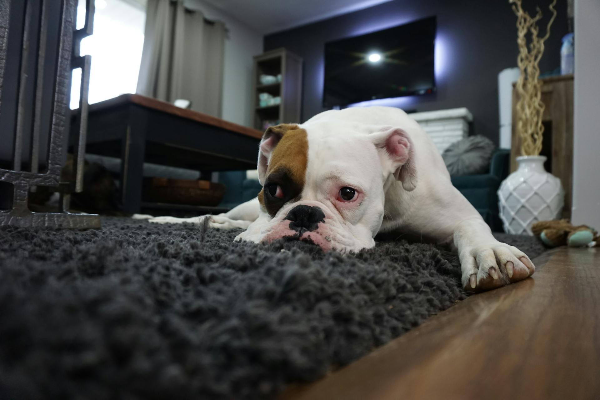 A dog lying on a rug | Source: Pexels